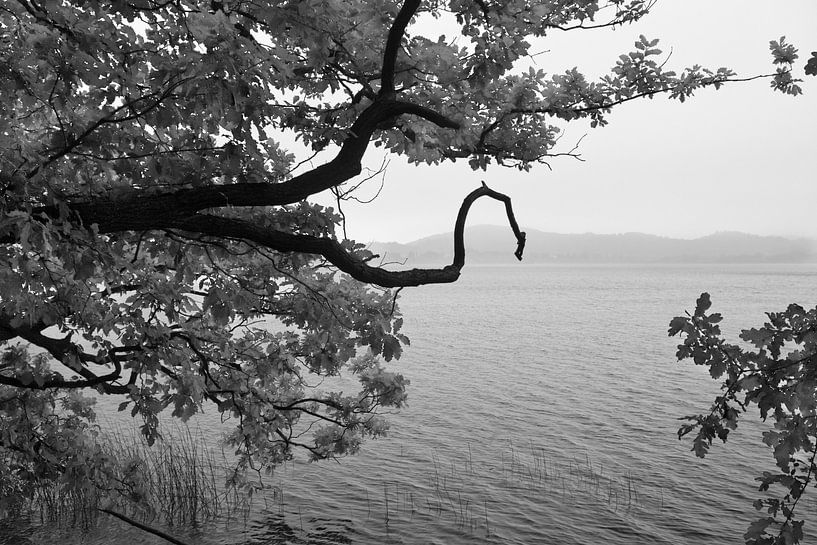 Nature sculpture at Lake Laach (Maria Laach) by Flatfield