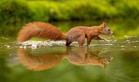 Squirrel in t water by Tanja van Beuningen thumbnail