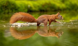 Eichhörnchen in t Wasser von Tanja van Beuningen