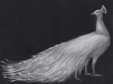 White peacock by Rosita Boeding