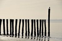Zeeuwse kust