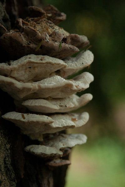 Herfst 1 van Ronald Hulsebos