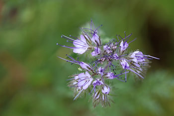 wilde bloem