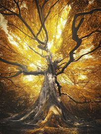 Thunderstorm von Rob Visser