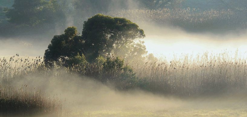 Morgen Nebel ueber Schilfgras von Werner Lehmann