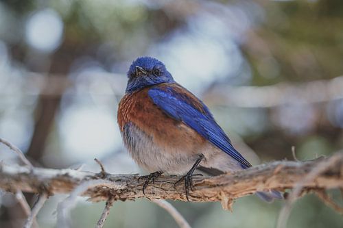 Westlicher Blauer Vogel (Sialia mexicana)