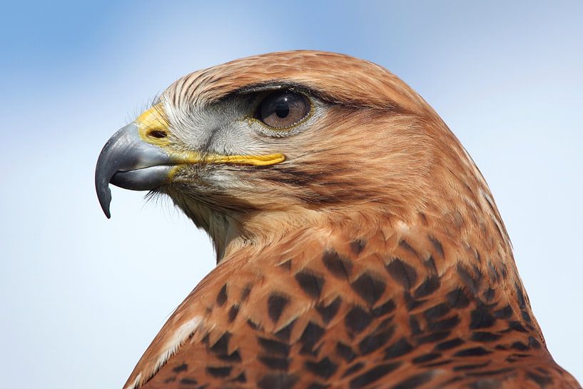 Long-legged Buzzard (Buteo rufinus) by Ronald Pol