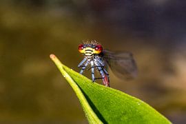 Regardez ces yeux sur Marjon Birza