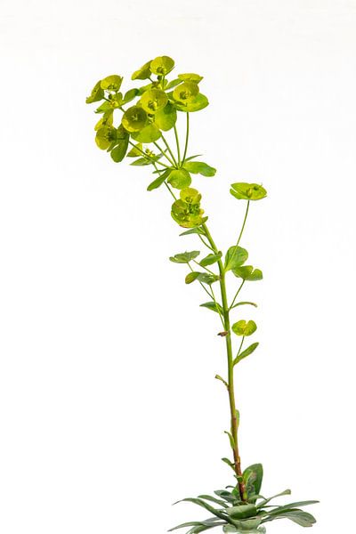 spurge von Hanneke Luit