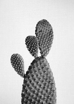 Kaktus - Schwarz & Weiß von Gal Design