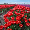 Gros plan sur les tulipes rouges à Groningen, aux Pays-Bas ! sur Robin Jongerden