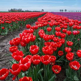 Betoverende close-up: rode tulpen in Groningen, Nederland! van Robin Jongerden