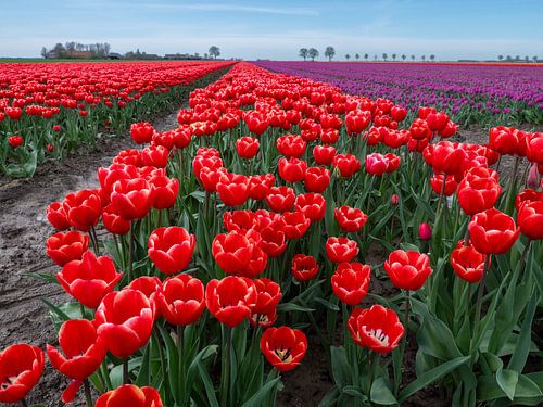 Betoverende close-up: rode tulpen in Groningen, Nederland!