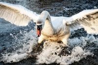Der Schwan kommt angeflogen und schaut mich immer an!