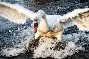 Der Schwan kommt angeflogen und schaut mich immer an!