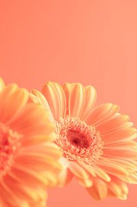 Pfirsichfarbene Gerbera's Kunstdruck - Natur- und Reisefotografie