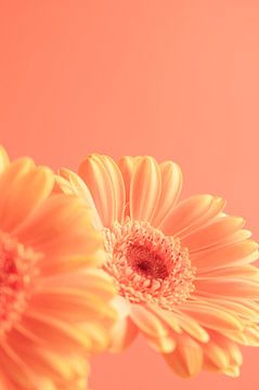 Impression d'art de gerbera couleur pêche - Photographie de nature et de voyage sur Christa Stroo photography