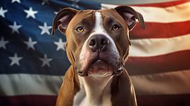 Porträt eines amerikanischen Pitbull Terriers mit Us Flagge im 