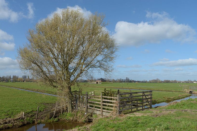 Polderlandschaft Tiendweg Streefkerkerk von Beeldbank Alblasserwaard