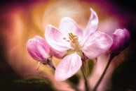 Apple blossom in the sunlight by Nicc Koch thumbnail