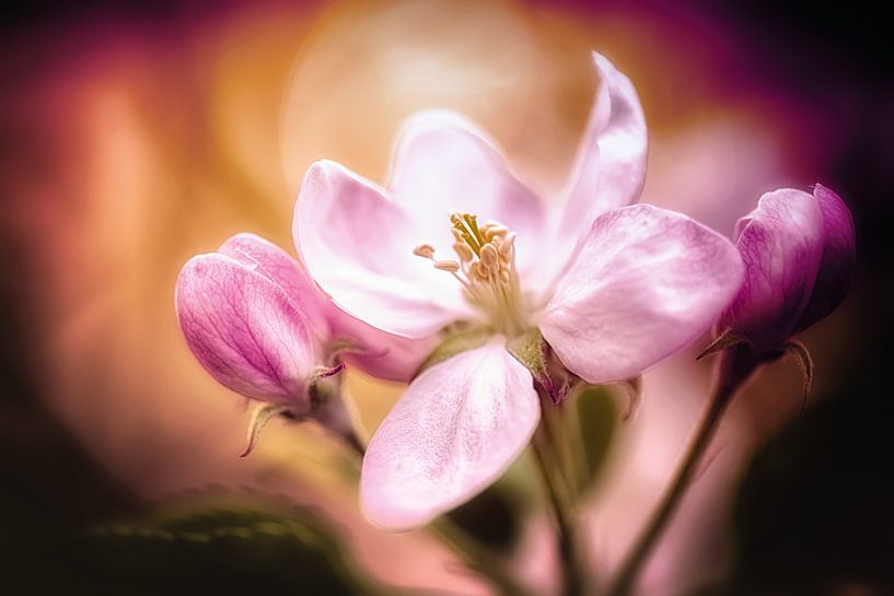 Apple blossom in the sunlight by Nicc Koch