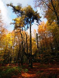 Herbstbaum von Edwin Arendts