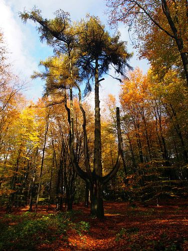 Herfstboom