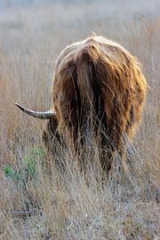 schottischer Highlander