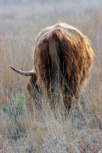 Schotse hooglander