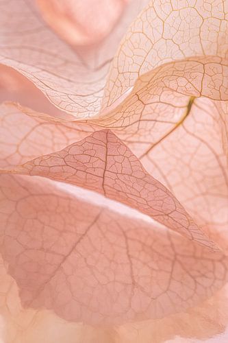 Zacht en rustig: Licht krullende blaadjes