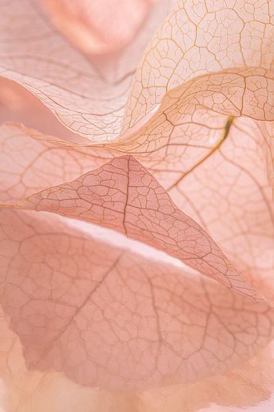 Soft and calm: slightly curly leaves by Marjolijn van den Berg