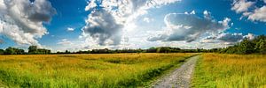 Prairie d'été avec piste cyclable
