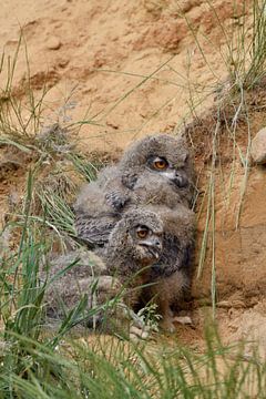 Eurasian Eagle Owls ( Bubo bubo ), two chicks, resting over day behind some grass in a sand pit, wil