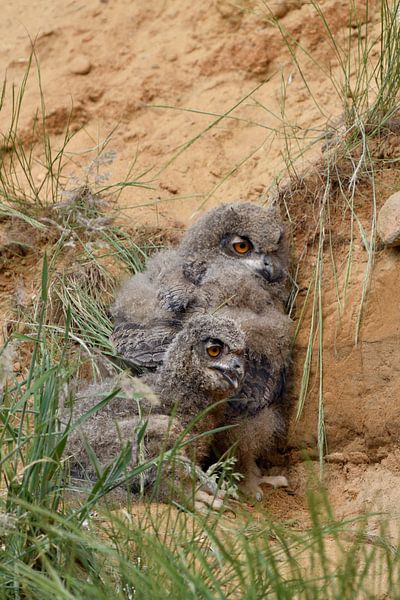 Europaeische Uhus ( Bubo bubo ), zwei Jungvögel in ihrem Tagesversteck hinter Grasbüschel in einer S von wunderbare Erde