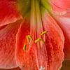 The Amaryllis and its stamens - Amaryllidaceae by Rob Smit