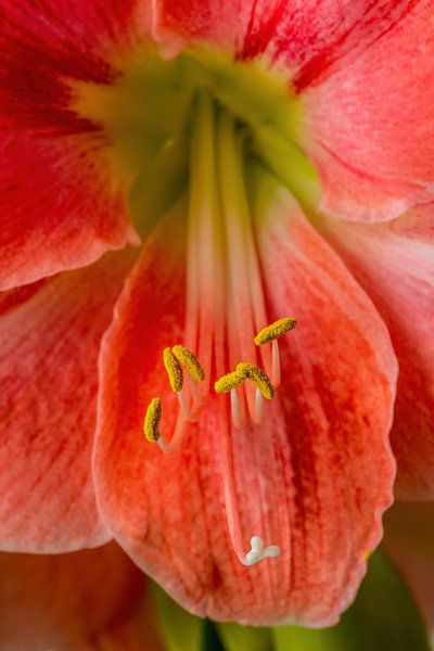 The Amaryllis and its stamens - Amaryllidaceae by Rob Smit