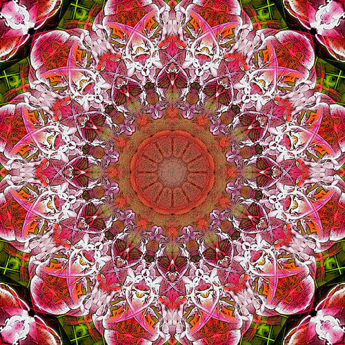 Pompelmo e Tulipani