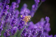 Vlinder op de lavendel van FotoGraaG Hanneke thumbnail