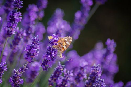 Vlinder op de lavendel