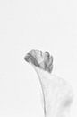 Stilleben in Weiß von Ellen van Schravendijk Miniaturansicht