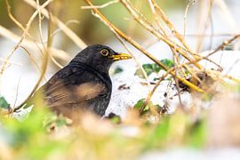 merel by bryan van willigen