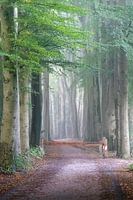 Naar het bos