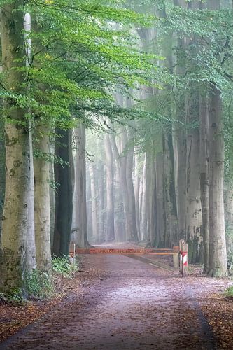 Naar het bos