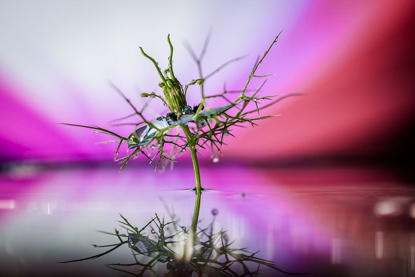 demoiselle en vert fond clair par Frank Ketelaar