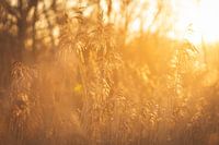 Reed at sunset