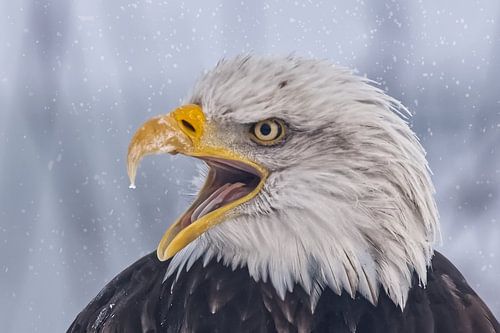 American Bald Eagle braves the snow by Robert Jan Smit