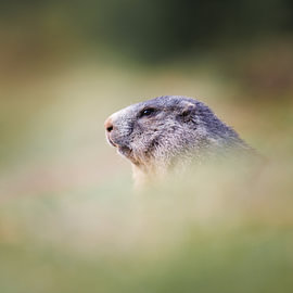Alpine marmot