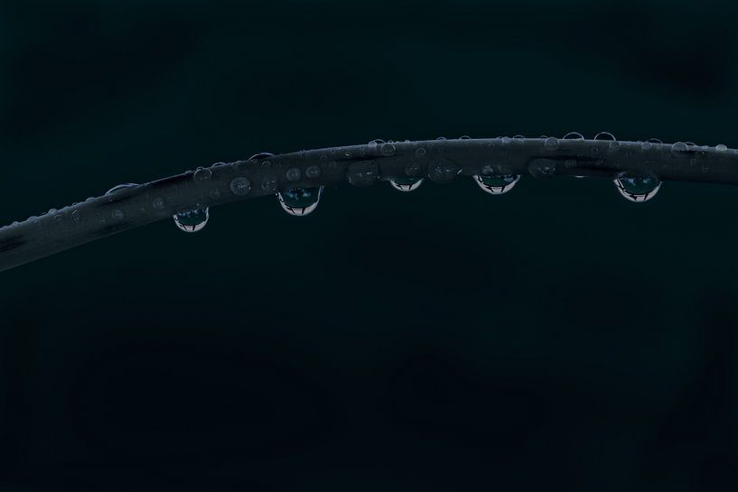 Stengel met waterdruppels in het donker van Wim Stolwerk