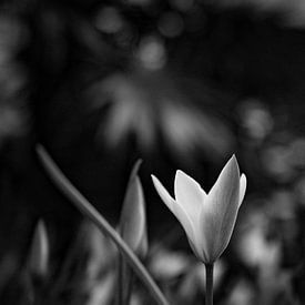 A little tulip in the light by BS Photography