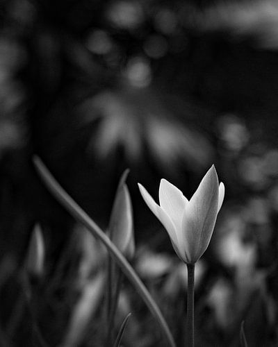 Eine kleine Tulpe im Licht